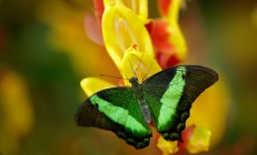 开云官方app入口-新疆队终结魔术，霍勒迪存在感拉满