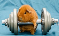 开云在线直播-伊布传奇，当西班牙打穿伊拉克成为序曲，美加墨世界杯的北欧神话