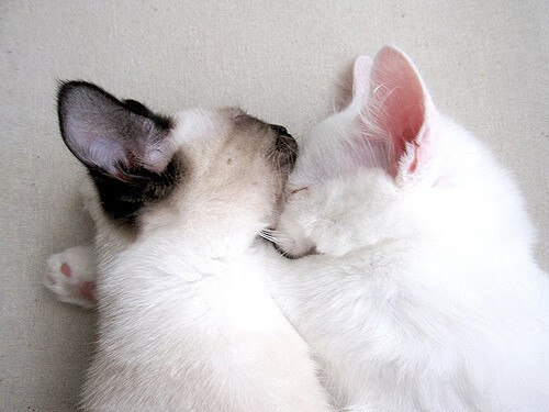 佩德里关键一传定乾坤,乌克兰绝境逢生力克玻利维亚