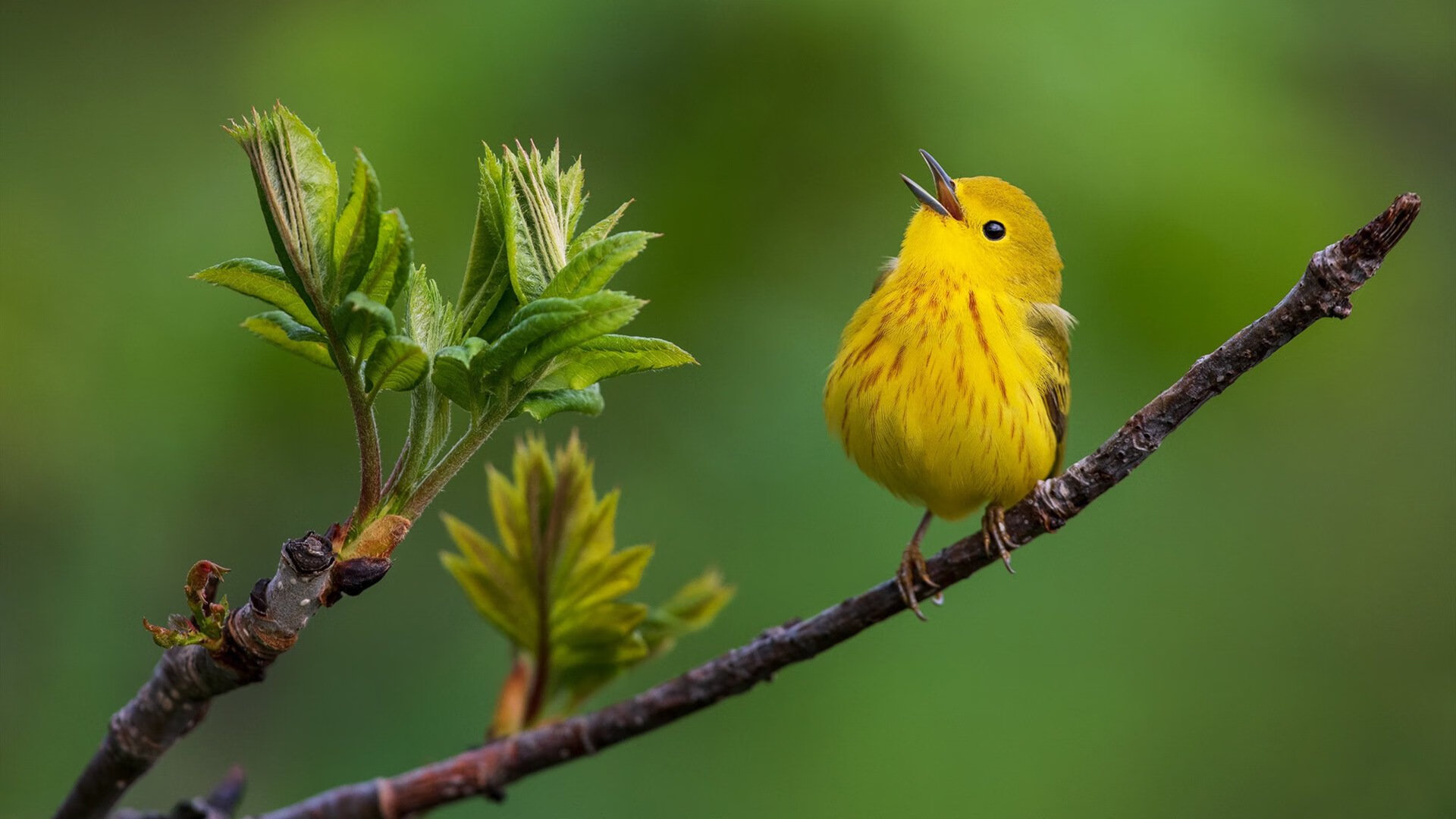 艺术足球的现代诠释,佛罗伦萨战术碾压希腊,孙兴慜个人英雄主义照亮全场